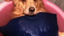 Le niveau de relaxation de ce chien est admirable. Regardez !