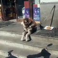 Ce chien est trop mignon. Admirez sa réaction quand on l'attache !