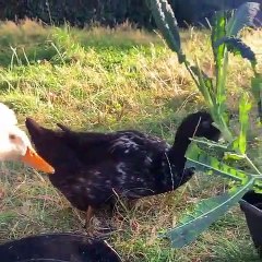 Ces canards se régalent d'une fleur. Admirez !