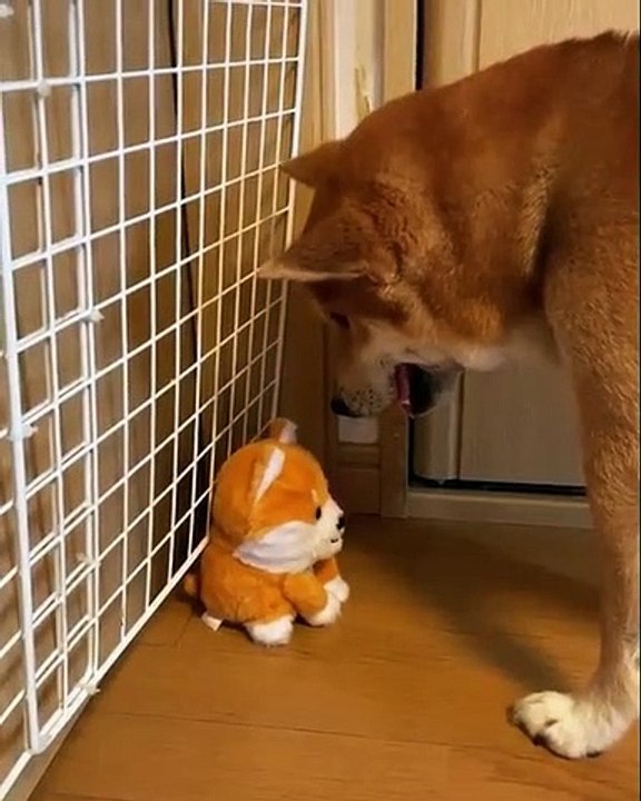 Ce chien prend une peluche pour un vrai chiot. Regardez ce qu'il lui fait !