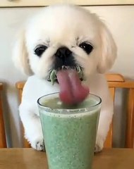 La façon dont ce chiot déguste son jus est à pleurer de rire. Regardez !