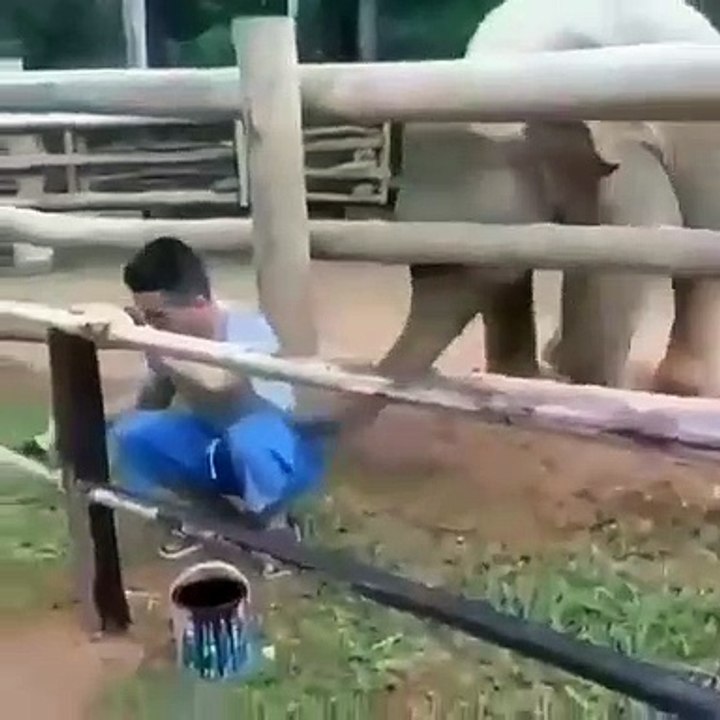 Quand un éléphant veut à tout prix s'amuser, voici ce que ça donne !