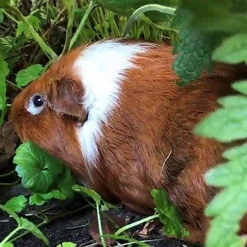 Lorsque des cochons d'Inde essaient de s'échapper d'un jardin, voici ce que ça donne !