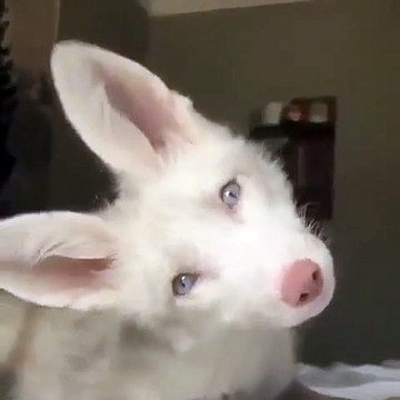 Admirez les oreilles de cette chienne qui ressemblent à celles d'un lapin !