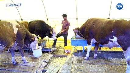 Hayvan Yetiştiricileri Yem Fiyatlarının Pahalılığından Şikayetçi