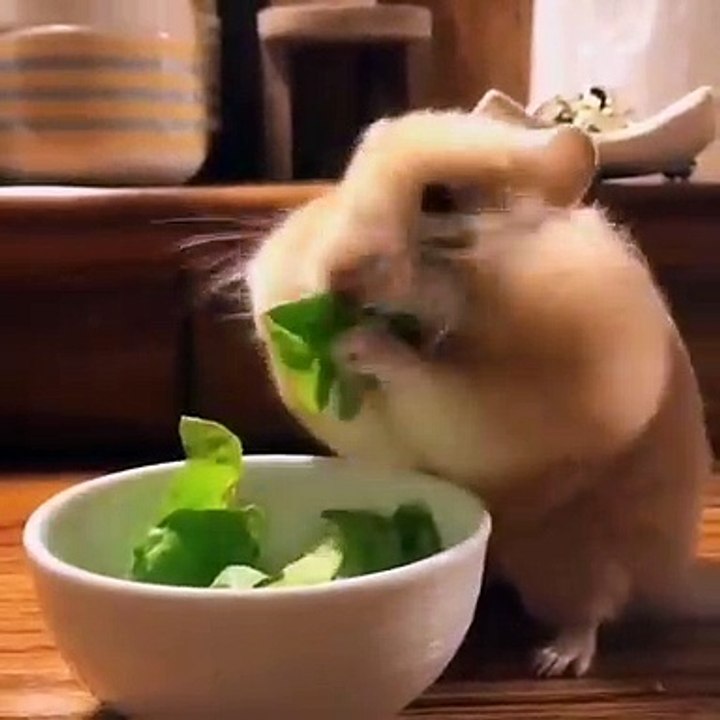 Ce hamster déguste un bol de plante. Tout mignon !