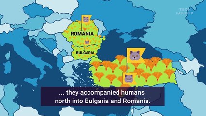 Animated map shows how cats spread across the world