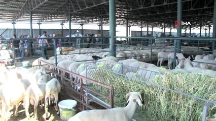 Eskişehir'den büyükşehirlere hayvan satışı