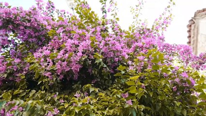 Aslı Behzat - Eski Günler