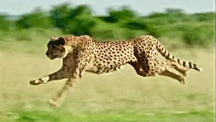 Wild Cats - Ultimate Predators - Full Documentary