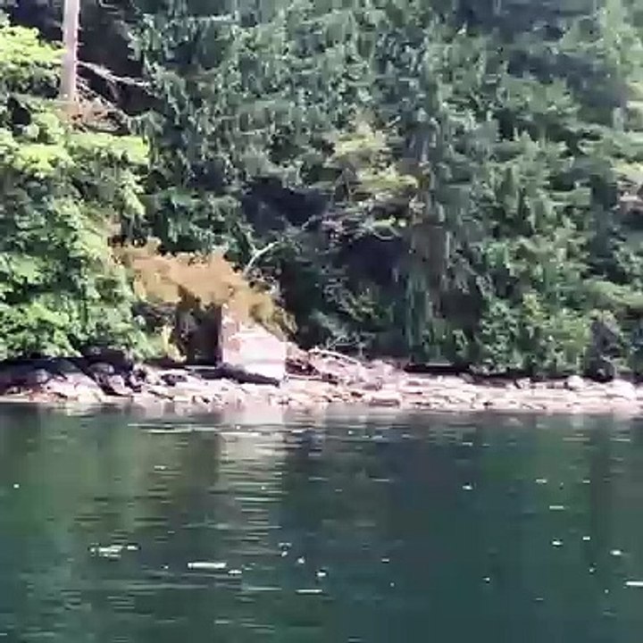 Orca Soars Above the Water
