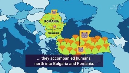 Animated map shows how cats spread across the world