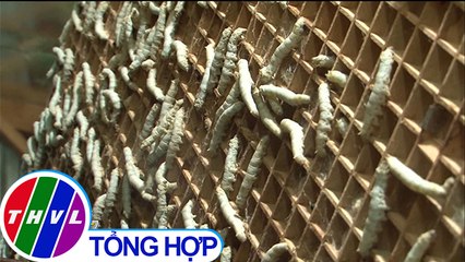 THVL | Hiệu quả từ việc nuôi tằm kỹ thuật mới tại Đắk Nông