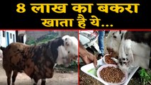 Eid-Ul-Adha: 211 KG का ये Special Goat खाता है काजू - बादाम, कीमत है 8 lakhs rs | वनइंडिया हिंदी