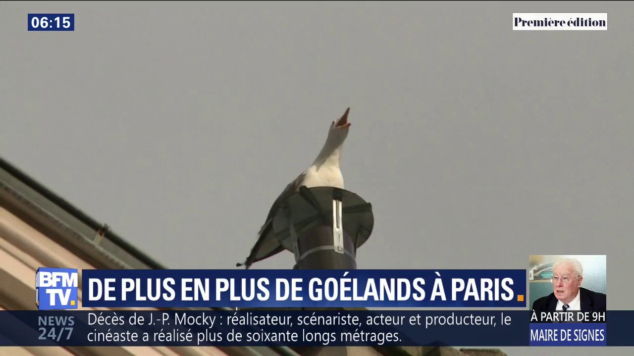 De plus en plus nombreux, les goélands (et leurs cris) agacent les Parisiens
