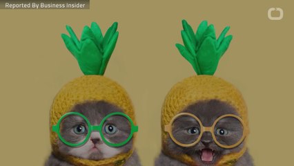 Why Your Cat Does Weird Stuff