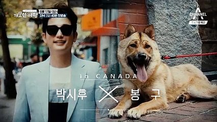 반려동물과 추억 만들기 프로젝트, 개밥주는남자 개묘한 여행 8월 17일 첫방송