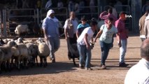 Canlı Hayvan Pazarı Derneği Başkanı Çiftçi'den “Dişi hayvan kesmeyin” uyarısı