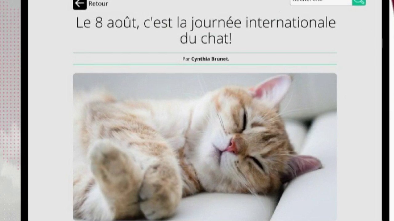 La Journée des chats