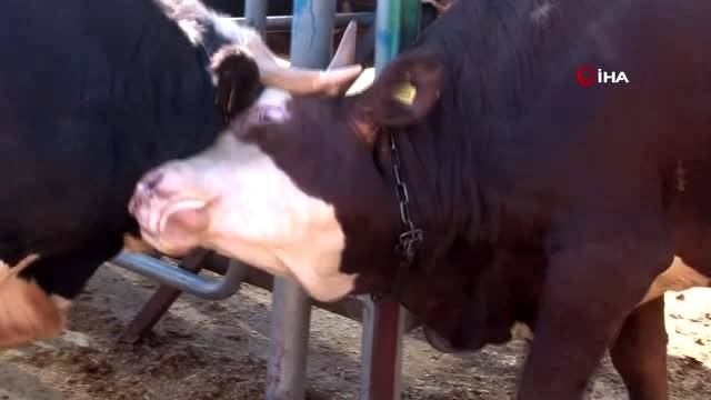 Canlı Hayvan Pazarı Derneği Başkanı Çiftçi'den Dişi hayvan kesmeyin uyarısı