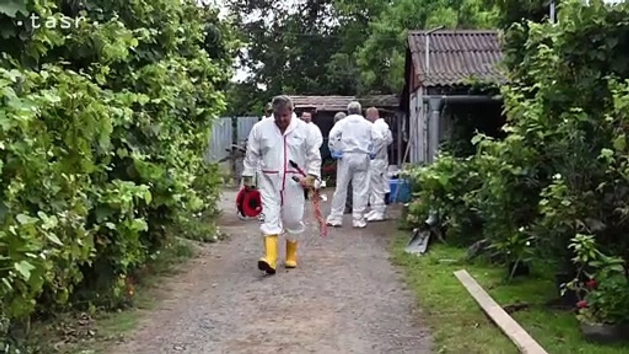 V Somotore a v Rade zlikvidovali pre nákazu morom chovy ošípaných