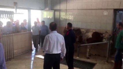 MEB'den 31 bin vatandaşa "kurban kesim" eğitimi