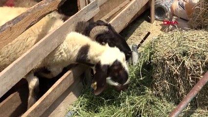 ADANA 'KURBANLARINIZI BELEDİYENİN BELİRLEDİĞİ SATIŞ NOKTALARINDAN ALIN'