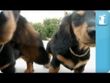 Dachshund Puppies - Puppy Love