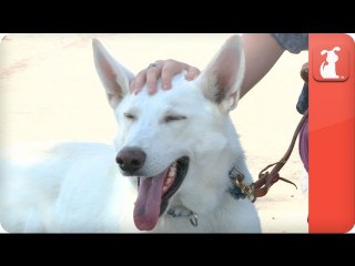 Brain cancer survivor finds miracle in service dog - Healing Power of Pets