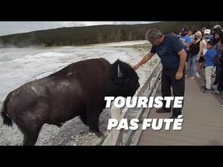 Les bisons de Yellowstone n'aiment pas que les touristes les caressent
