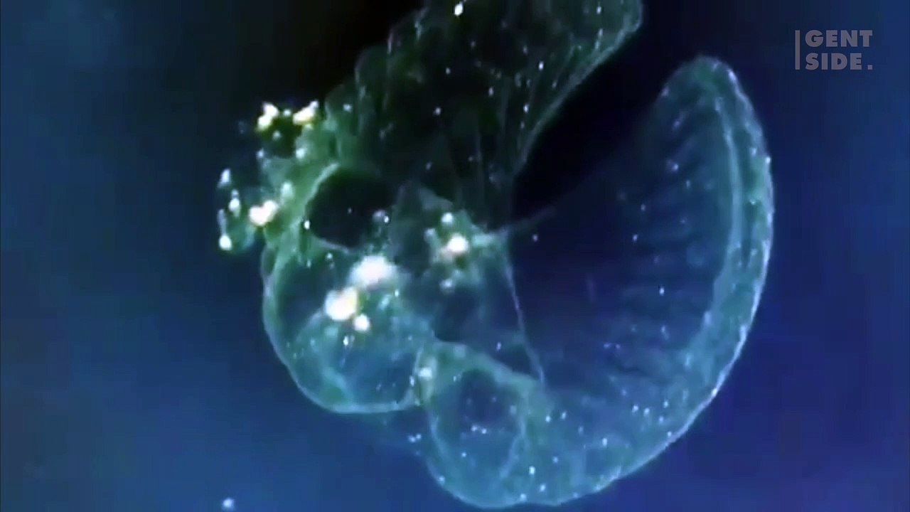 Unos buzos graban imágenes de un animal diminuto casi imposible de ver en el océano Pacífico