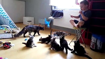 Immersion dans l'élevage de maine coon d'Anthelupt près de Lunéville