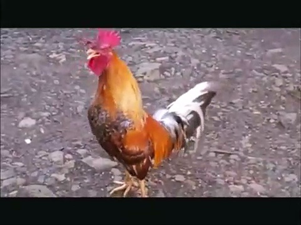 chicken