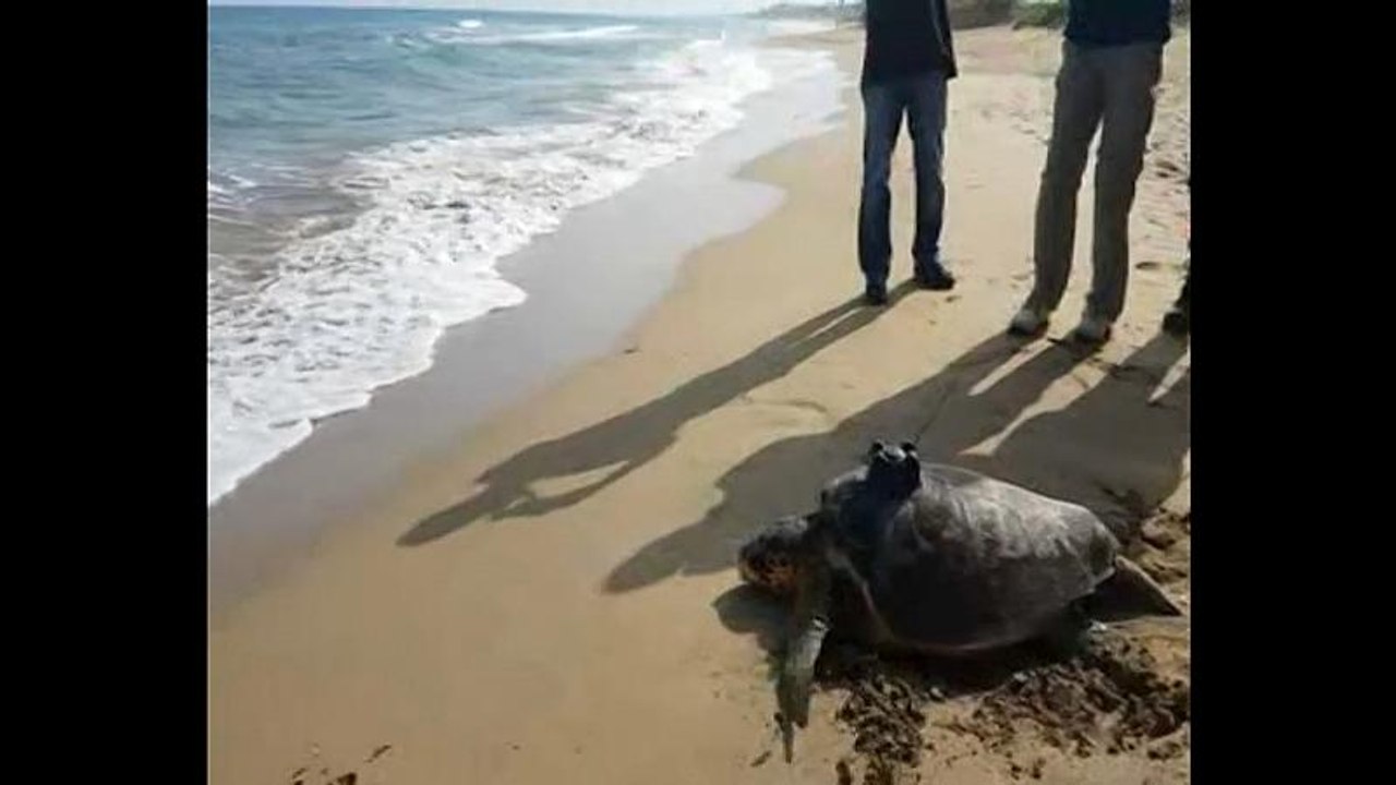 Eine Meeresschildkröte auf der Suche nach Romantik