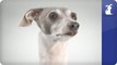 Italian Greyhound - Doglopedia