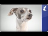 Italian Greyhound - Doglopedia