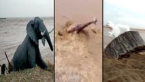 వరదల్లో కొట్టుకొని పోయిన అటవీ జంతువుల బొమ్మలు || Animal Statues Along Sea Coast Washed Away