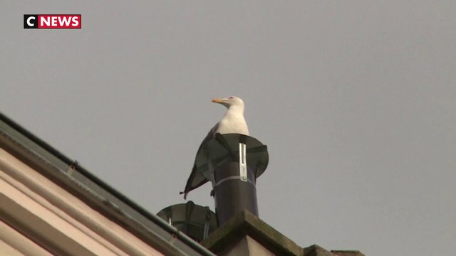 A Paris, les cris stridents des goélands agacent les habitants