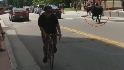 Rodeo şovundan kaçan boğa önce yola ardından yayaların arasına daldı