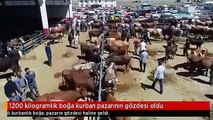 1200 kilogramlık boğa kurban pazarının gözdesi oldu