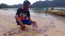 Dramatic video shows hundreds of jellyfish wash up dead on Indonesian beach