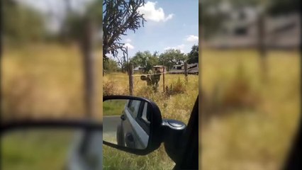 Örümceğin avı saniye saniye görüntülendi