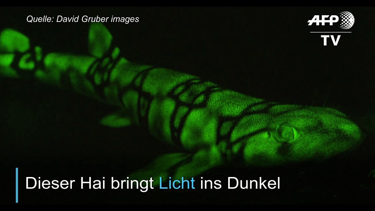 Das Geheimnis der leuchtenden Haie