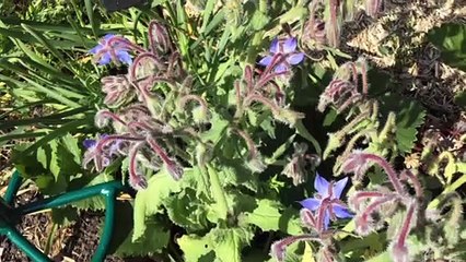 Roland Motte - Les Abeilles