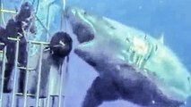 Caught on Tape 2017 - Largest Monster Submarine Sharks Ever Filmed, Abnormally Large Carcharodon