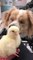 Blind Dog Sniffs Duckling For First Time