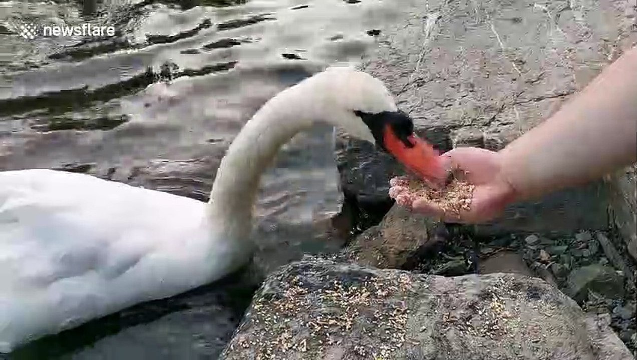 This swan in Canada literally bites that hand that feeds it