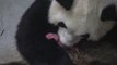 Belgique : naissance de deux bébés pandas au parc zoologique de Pairi Daiza