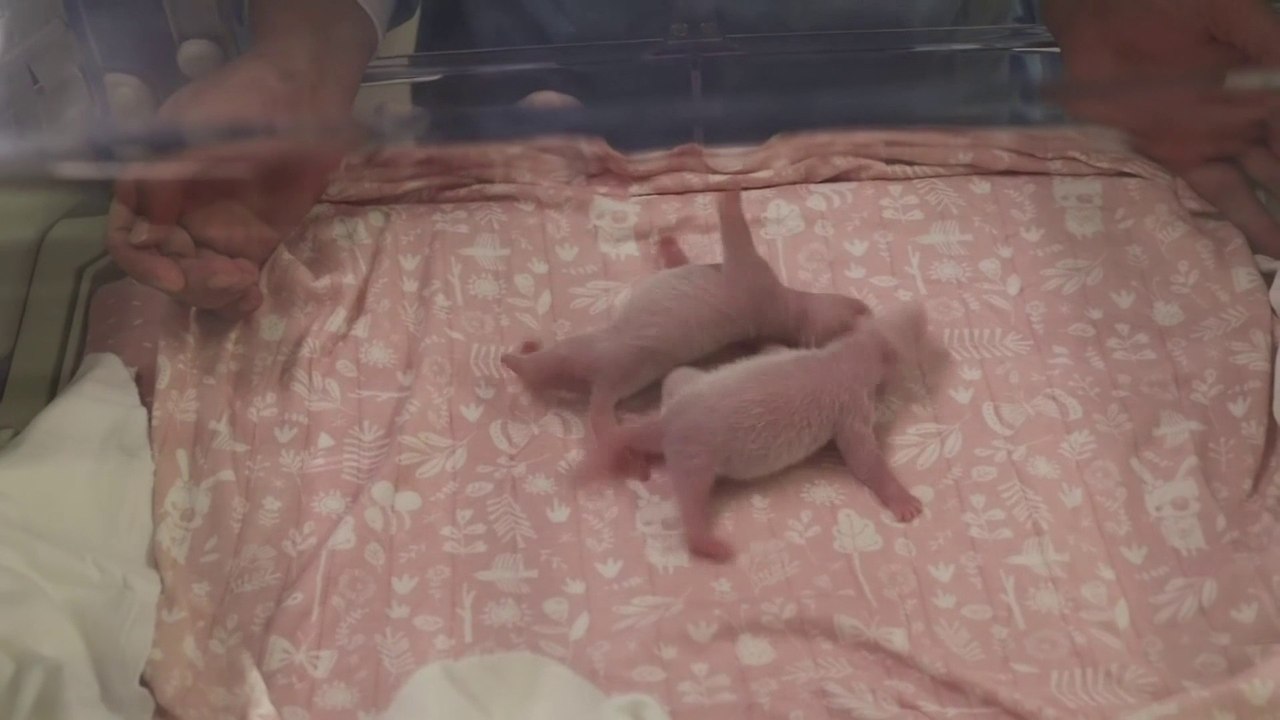 Des pandas géants jumeaux sont nés vendredi dans un zoo Belge