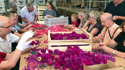 Sélestat-  Une dernière journée de préparatifs décisive au Corso fleuri